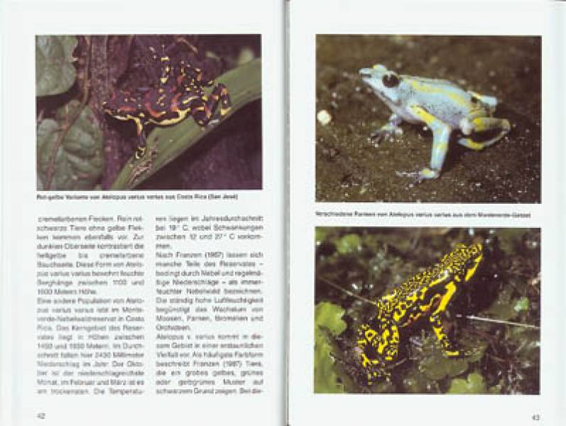 Preview: Harlekinfrösche der Gattung Atelopus